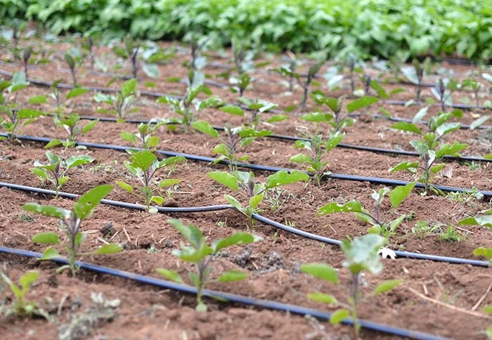 Dripline irrigation system